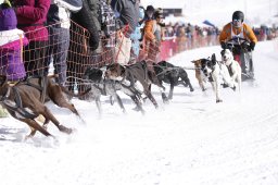 Lenk 2013